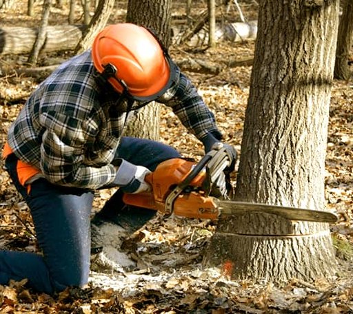 Tree Removal in Mcrae, AR